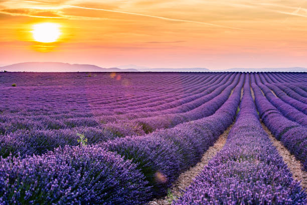 istock Valensole, Provence, France 700078846