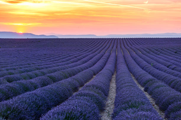 istock Valensole, Provence, France 700079656