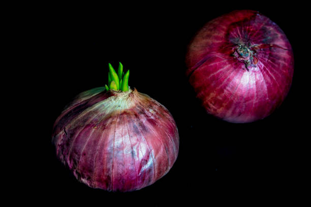 istock Freshness new bud leaves of red onion 700082108