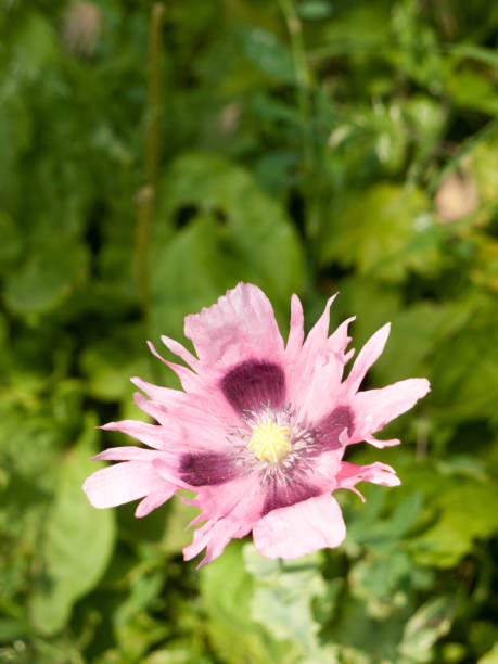 красивый розовый открытый мак цветок голову - poppy pink close up cut flowers стоковые фото и изображения