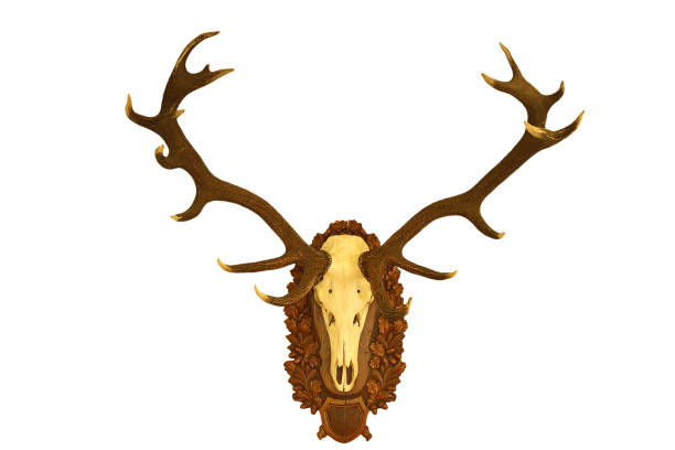istock beautiful red deer hunting trophy isolated over white background 700088452