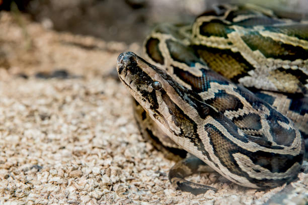 istock snake and serpent, long limbless reptile animal 700088454
