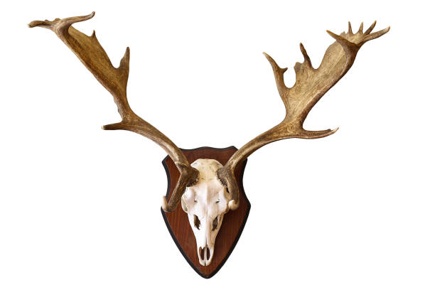 daini cervo isolato trofeo caccia - deer stag wall animal head foto e immagini stock