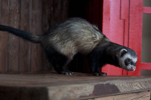 istock The ferret sits on a wooden table. 700089412