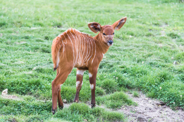 Bongo, antelope Bongo, antelope, baby, Tragelaphus eurycerus antelope bongo stock pictures, royalty-free photos & images