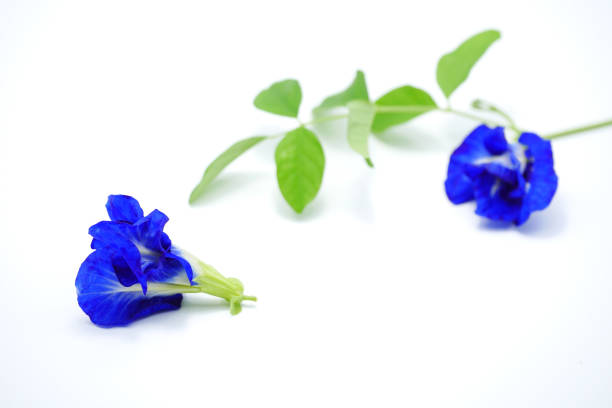 Field herbs, flowers on a white background. Natural floral background. Frame, copy space, top view, flat lay