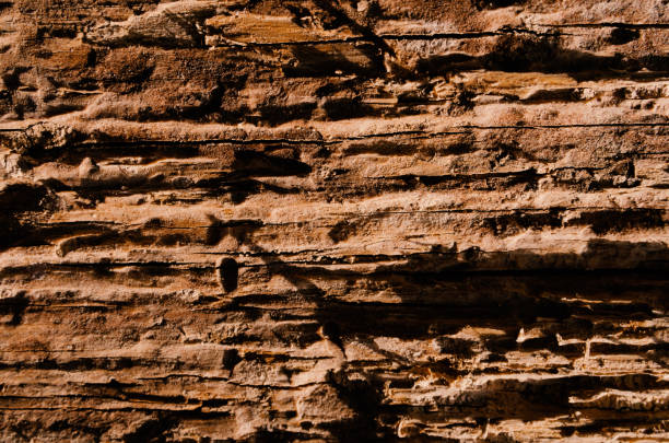 istock Loose texture of rotten wood 700097784