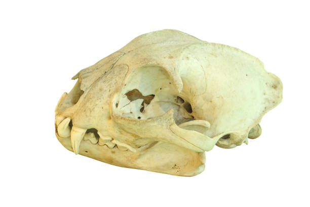 istock european lynx cranium 700099980