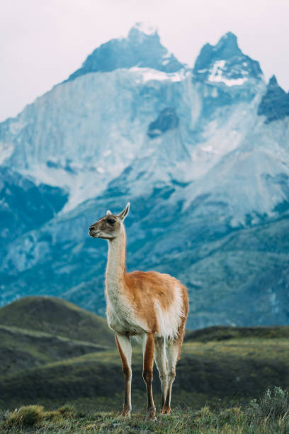 istock One lama standing on a snowy mountain background 700100224