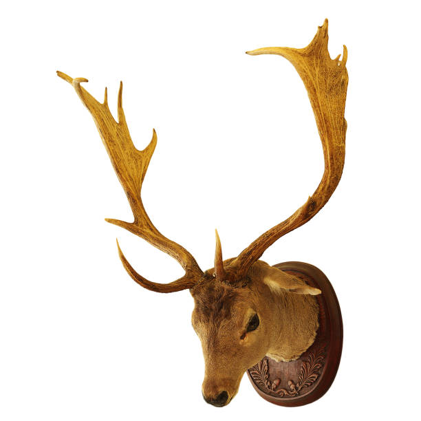 istock fallow deer buck hunting trophy isolated over white background 700100228