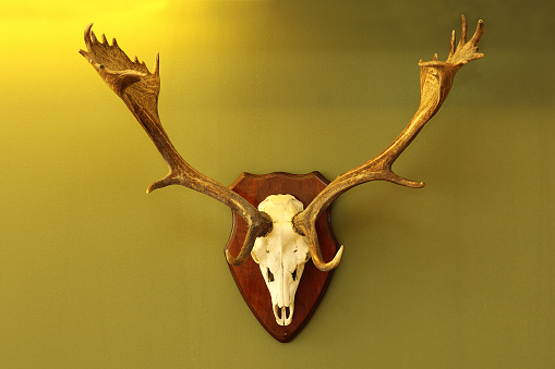 fallow deer hunting trophy mounted on wall in warm light ( Dama )
