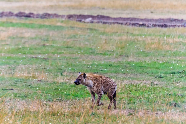 istock Spotted hyena in savanna. Masai Mara, Kenya 700100502