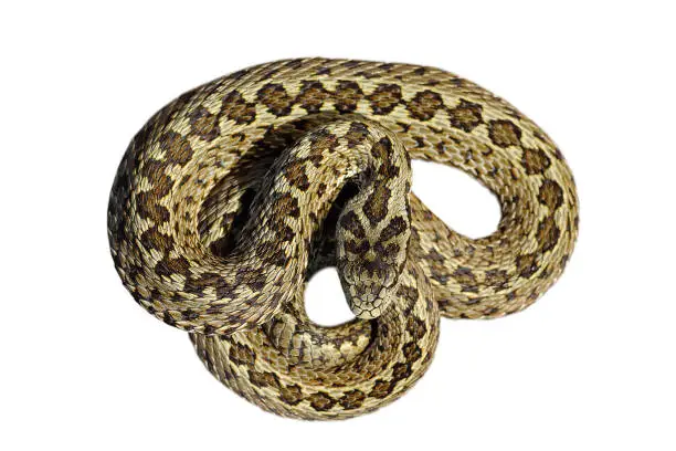 beautiful male meadow viper isolated over white background ( Vipera ursinii rakosiensis, the rarest snake in Europe )