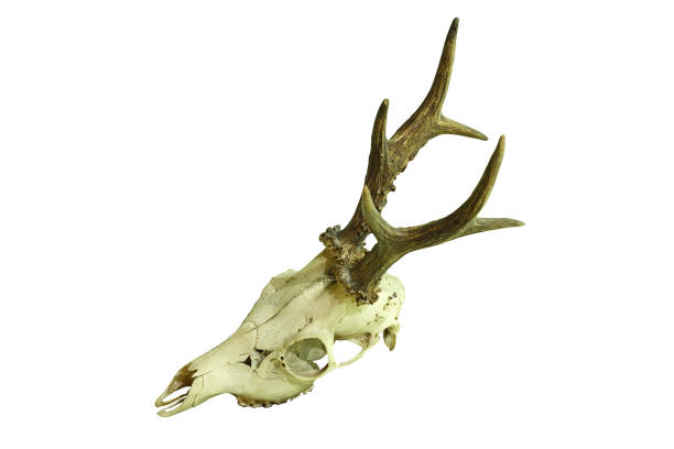istock roe deer buck cranium isolated on white background 700109624