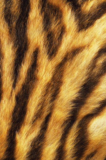istock tiger stripes on real pelt 700110632