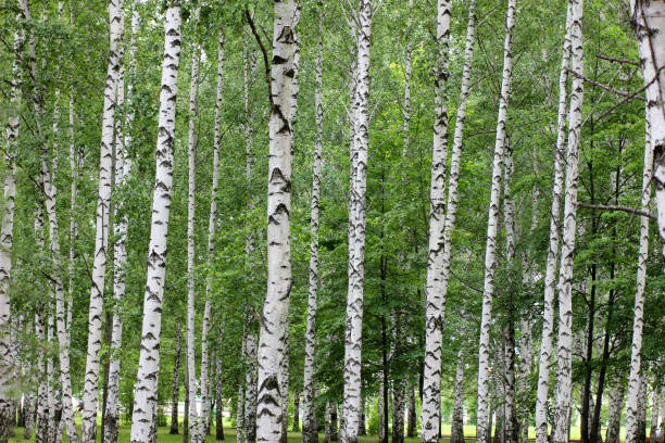 istock birch grove in the Park 700125864