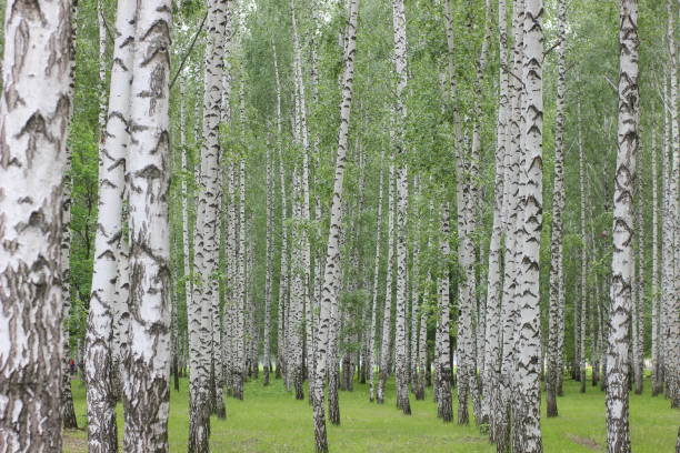 istock birch grove in the Park 700125998