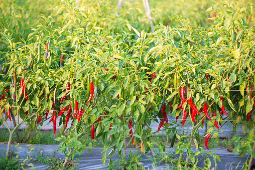 Red chili peppers on the tree in garden show agriculture industry