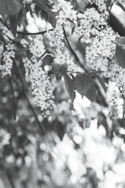 istock Bird cherry tree blooming in the garden 700141650