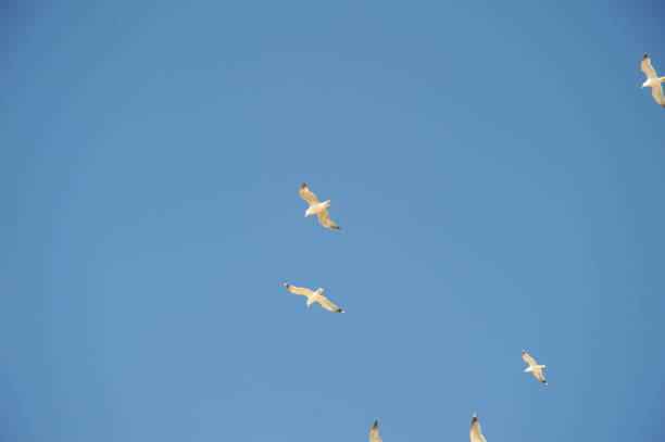 istock Flying seagulls on the Mediterranean in Spain 700157280