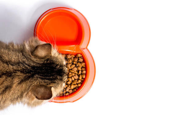 istock tabby cat eats food from a bowl on a white background 700167782
