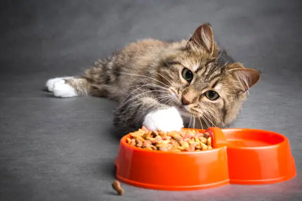 Photo of cat pulls his paw to a bowl of food