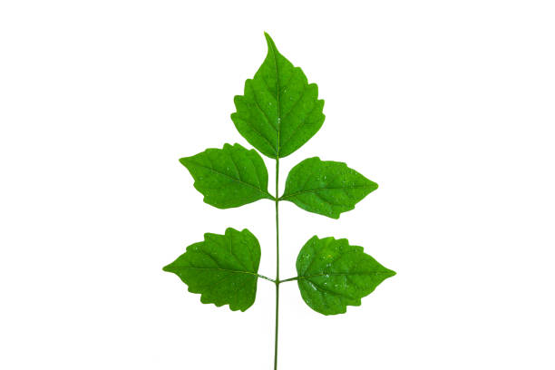 istock Green leaves on a white background. 700168272