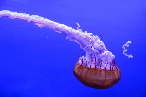 istock West Coast sea nettle moving upside down in a Fish Tank. 700168666