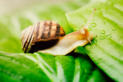 snail is climbing from a leaf to a leaf in drops of dew