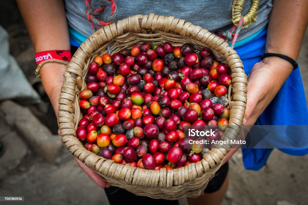 Fresh coffee on a basket Coffee Crop Stock Photo
