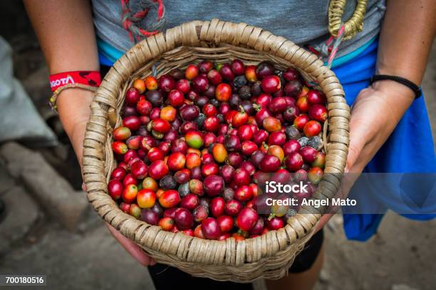 Fresh Coffee On A Basket Stock Photo - Download Image Now - Coffee Crop, Colombia, Plantation