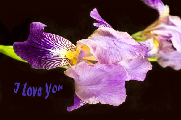 Iris flower with \