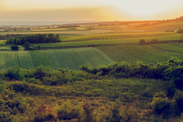 istock Vineyards on evening around the hill. 700184848