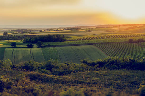 istock Vineyards on evening around the hill. 700184868