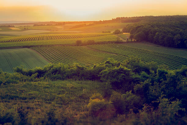 istock Vineyards on evening around the hill. 700184872