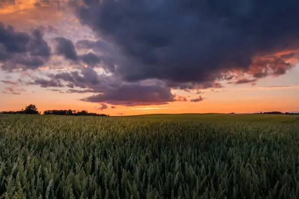 Scenic landscape with sunset and field at summer evening