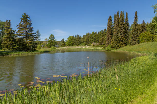 istock Pond In Tallinn Botanic Garden 700194790