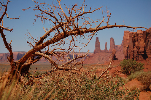 The dry tree of Monument Valley, Utah, USA