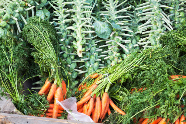 Harvested brussels and carrots