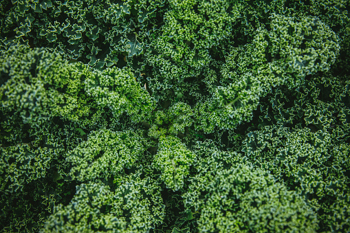 Overhead view of a Kale plant