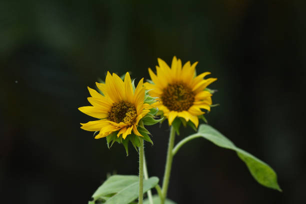 istock yellow sunflower over dark background 700208732