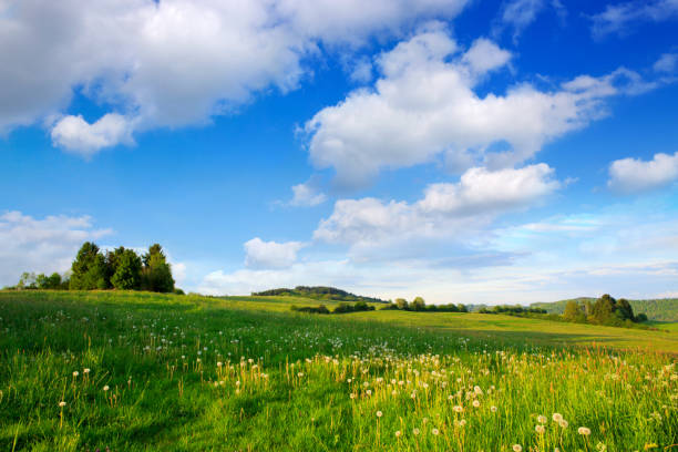 istock Green trees on the flowers field and clouds 700208846