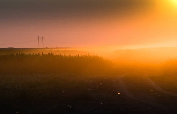 istock Field with corns at sunset - plantation field 700209510