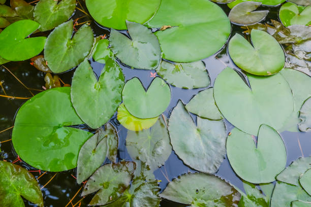 istock lotus leaves in the pool 700215786