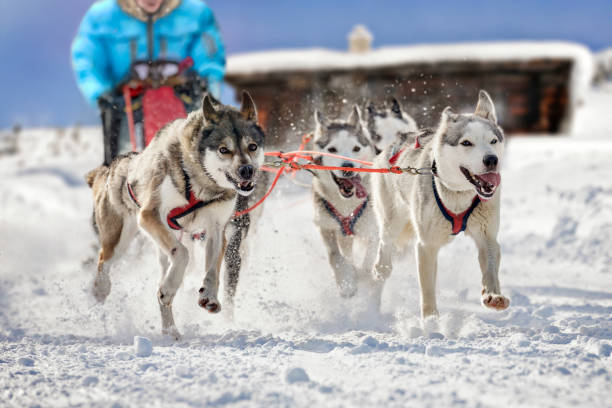 Sled dogs pulling musher Atmospheric photo of beautiful sled dogs pulling their musher. The background shows a block house in a landscape covered in deep snow. dogsledding stock pictures, royalty-free photos & images