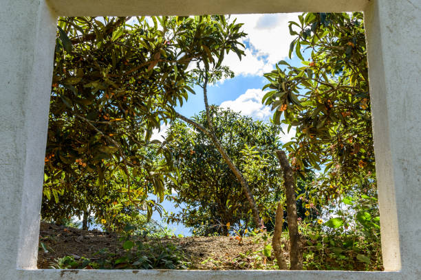 View through window of loquat trees in Guatemalan highlands. Locally called nispero.