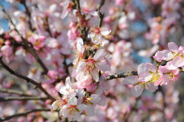 istock Almond blossom in Spain 700223970