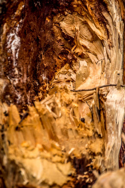 Abstract woody, peeling tree high light Abstract woodyAbstract woody walnut grove stock pictures, royalty-free photos & images