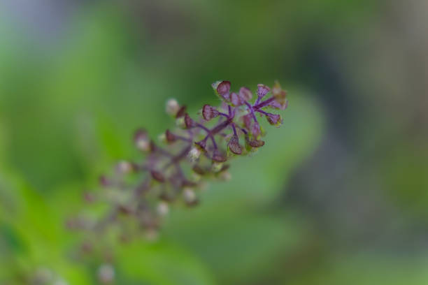 Closeup Ocimum tenuiflorum, Thailand herbs