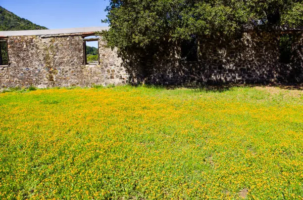 Field of orange yellow calendula flowers in spring